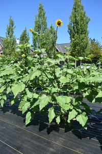 plantside
