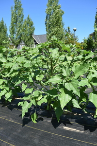 plantside