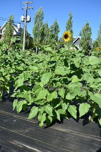 plantside