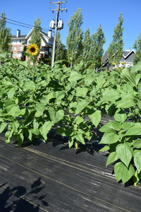 plantside