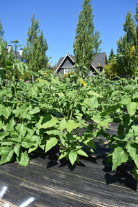 plantside