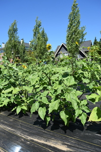 plantside