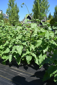 plantside