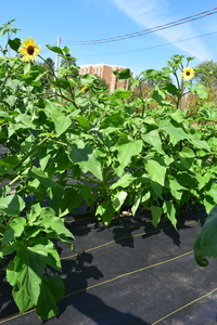 plantside