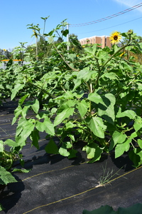 plantside