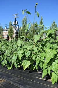 plantside