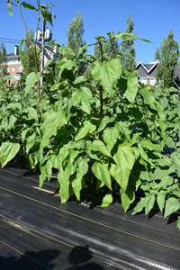 plantside