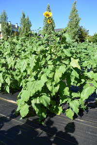 plantside