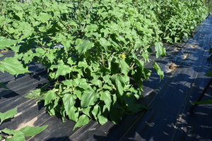 plantside