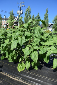 plantside
