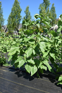 plantside