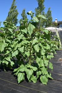 plantside