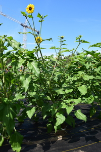 plantside