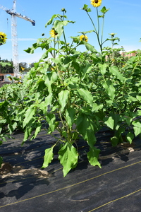 plantside