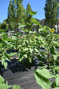plantside