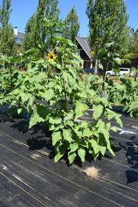 plantside