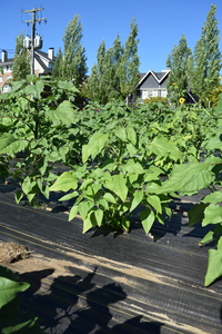 plantside