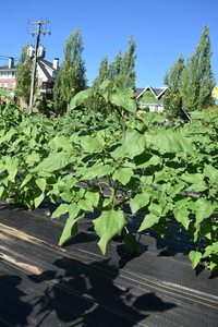 plantside