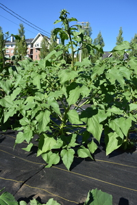 plantside