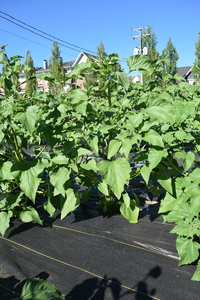 plantside