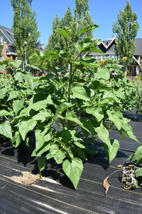 plantside