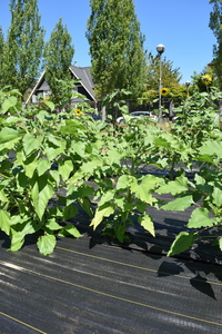 plantside