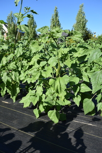 plantside