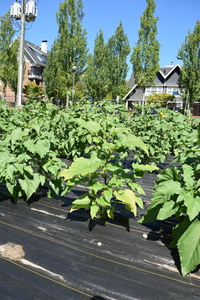 plantside