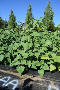 plantside