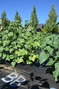 plantside