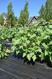 plantside