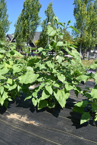 plantside