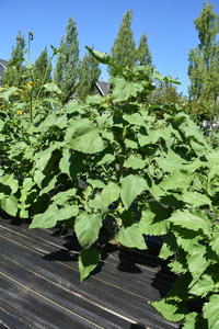 plantside