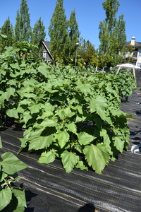 plantside