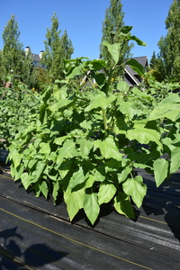 plantside