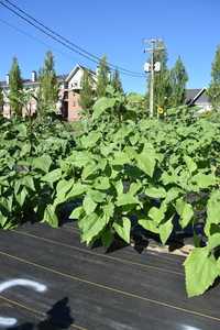 plantside