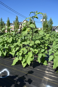 plantside