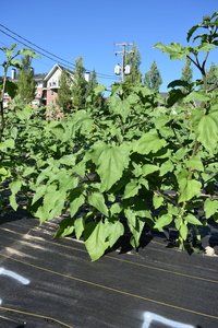 plantside