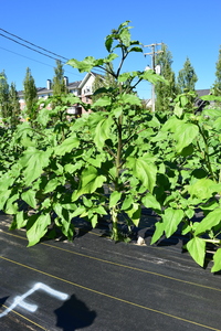 plantside