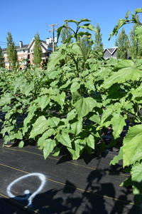 plantside