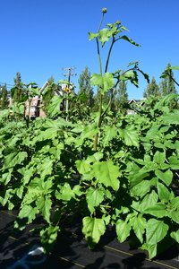 plantside