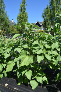 plantside