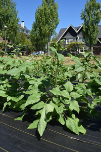 plantside