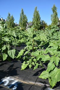plantside