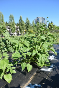 plantside