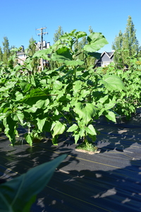 plantside