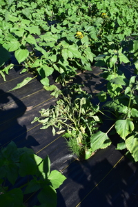 plantside