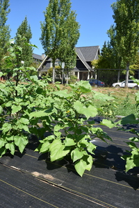 plantside