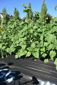 plantside