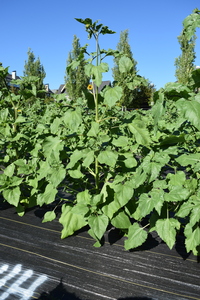 plantside